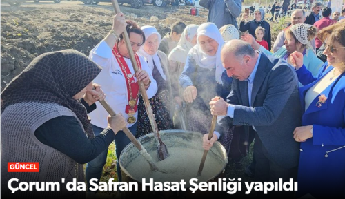Çorum'da Safran Hasatı Başladı