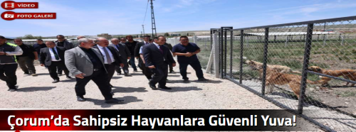 Çorum’da Sahipsiz Hayvanlara Güvenli Yuva!