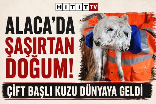 Çorum’da Şaşırtan Doğum! Çift Başlı Kuzu Dünyaya Geldi
