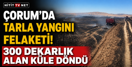 Çorum'da Tarla Yangını Felaketi! 300 Dekarlık Alan Küle Döndü