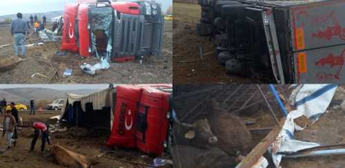 Çorum'da Tır şarampole devrildi, 8 hayvan telef oldu