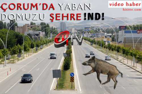 Çorum'da Yaban domuzu Şehre İndi