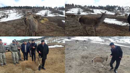 Çorum'da Yaban Hayatı Yemleme Çalışması Yapıldı