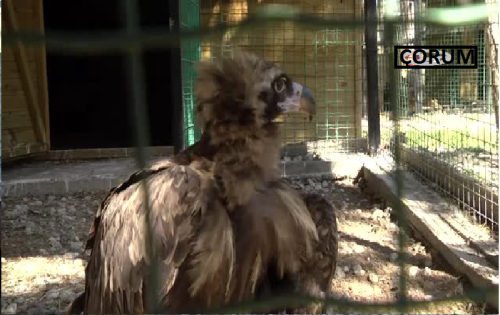 Çorum'da Yaralı kara akbaba tedavi altına alındı