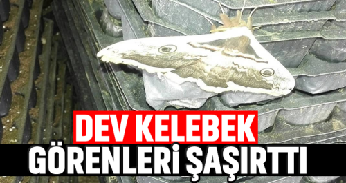 Çorum'daki Dev kelebek görenleri şaşırttı 