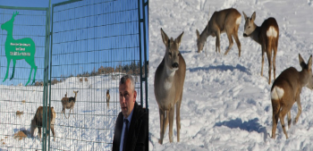 ÇORUM FUANA TANITIM ALANINDA 25 ÇEŞİT HAYVANIMIZ VAR