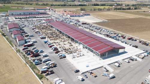 Çorum Hayvan Pazarı 8 Ekim’de açılıyor