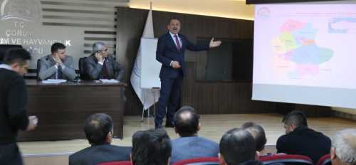 Çorum İçin Neden Merinos