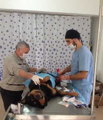 Çorum İskilip'de Gebe Köpeğe Sezaryen Yapıldı