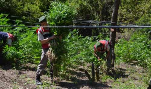 Çorum Jandarmasından Uyuşturucu Operasyonu