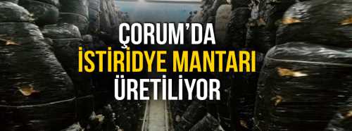 Çorum Kargı'da İstiridye Mantarı Üretiliyor
