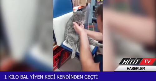 Fazla Bal Yiyen Kedi  Kendinden Geçti 