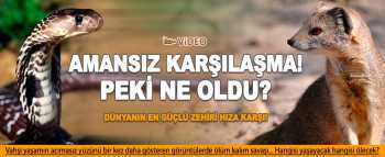 Firavun Faresi Kobra'ya karşı kim kazanacak İzle