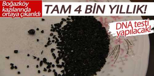 GENETİĞİ DEĞİŞTİRİLMEMİŞ BUĞDAY ÇORUM'DA