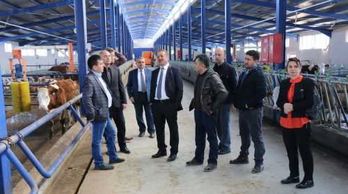 Hayvancılıkta Öncü İlçe Mecitözü