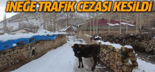 İneğe trafik cezası kesildi