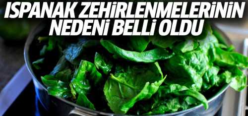 Ispanak zehirlenmesinde yabancı ot 