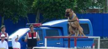 Jandarma Narkotik köpeğinden gösteri şov