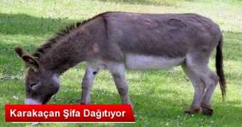 Kanser'in İlacı Eşek Sütü