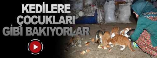 Kedilerine gözü gibi bakıyor 