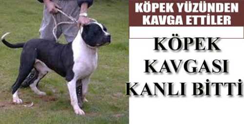 Köpek Yüzünden Kavga Kanlı bitti
