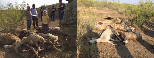 Koyun Sürüsüne Kurtlar Saldırdı