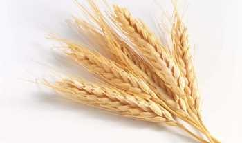 Kuraklık 27 İlde Buğday Rekoltesini Etkileyecek