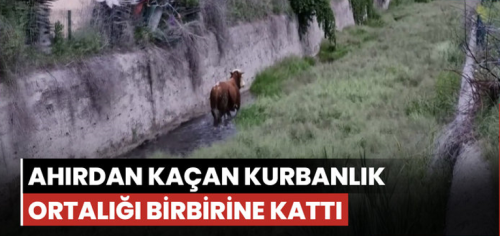 Kurbanlık Boğa Kaçtı Ortalığı birbirine Kattı!