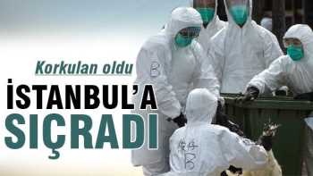 KUŞ GRİBİ İSTANBUL'A SIÇRADI