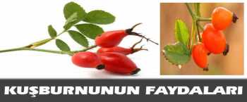 KUŞBURNU BİTKİSİNİN FAYDALARI