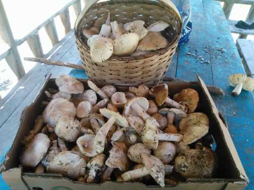 MANTAR ZEHİRLENMELERİNDE NELER YAPILMALI?