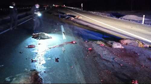 Mecitözü karayolunda domuz sürüsüne kamyon çarptı