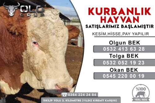 Olgun Grup  Kurbanlık Satışları