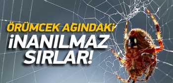 ÖRÜMCEK AĞINDAKİ İNANILMAZ SIR