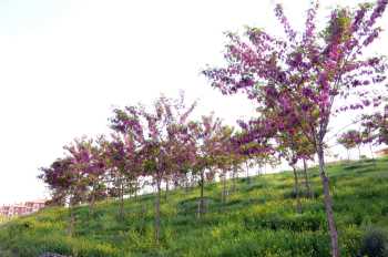 Saklı akasya bahçesini gördünüz mü?