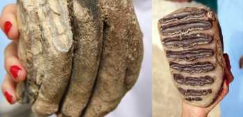 Samsun'da 2 milyon yıllık fosil bulundu