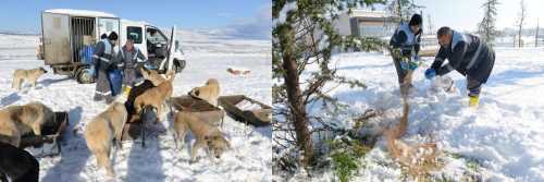 Sokak Hayvanları bize Emanet