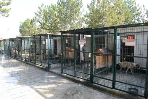 Sokak hayvanlarının yazında kışında keyfi yerinde