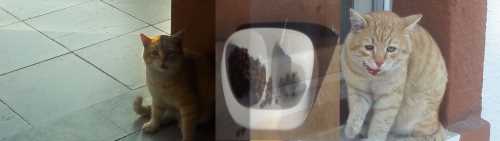 Sokak Kedisi Efe'ye Valilik sahip çıktı