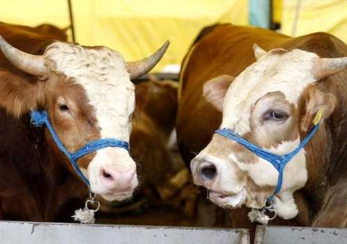 Sungurlu'da “Kocaoğlan” 20 Bin Liraya Alıcı Bekliyor