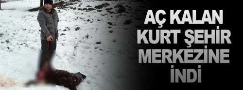 Sungurlu'da aç kalan kurt şehir merkezine indi