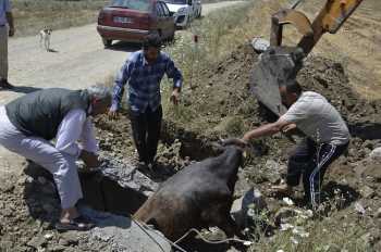 SUNGURLU'DA İNEK KURTARMA OPERASYONU