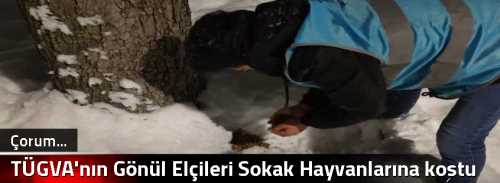TÜGVA'nın Gönül Elçileri  Sokak Hayvanlarına koştu