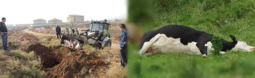 Vicdansız Ölü hayvanı satmak isterken yakalandı