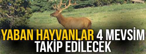 Yaban Hayvanları 4 mevsim İzlenecek