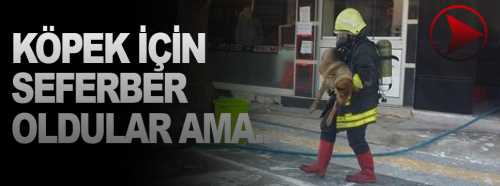 Zehirlenen köpeği hayata döndürmek için seferber oldular