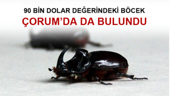 90 BİN DOLAR OLDUĞU İDDİA EDİLEN BÖCEK ÇORUM’DA