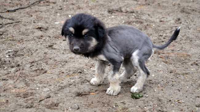 Aslan görünümlü köpek yavrusu