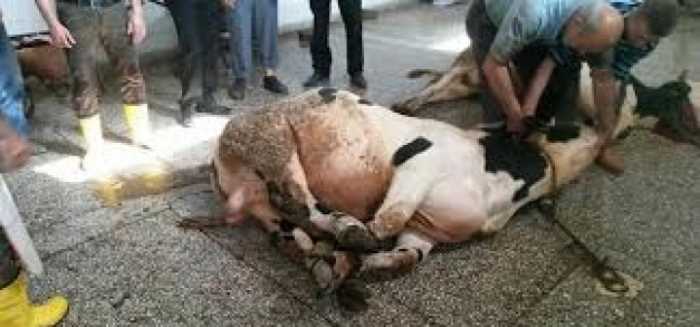 Bakan açıkladı Kurban Bayramı'nda Dişi hayvan kesimi yasaklandı