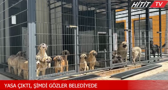 Başıboş sokak köpekleri düzenlemesi tamam